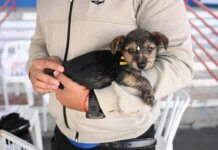 Prefeitura realiza feira de adoção de cães e gatos neste sábado (29) na Praça Senador José Bento