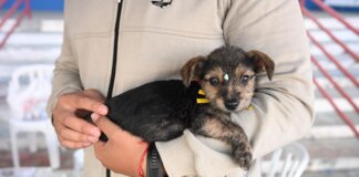 Prefeitura realiza feira de adoção de cães e gatos neste sábado (29) na Praça Senador José Bento