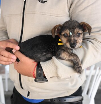Prefeitura realiza feira de adoção de cães e gatos neste sábado (29) na Praça Senador José Bento