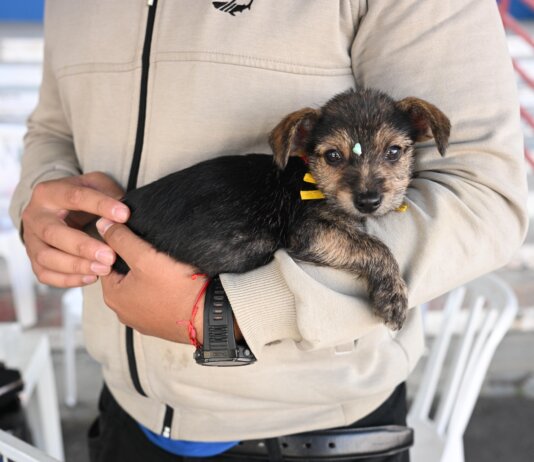 Prefeitura realiza feira de adoção de cães e gatos neste sábado (29) na Praça Senador José Bento