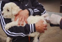 Terceira etapa da Vacinação Antirrábica acontece neste sábado (12) em Pouso Alegre
