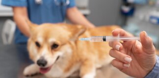 Campanha de vacinação antirrábica em Pouso Alegre já imunizou mais de 14 mil animais em 2026