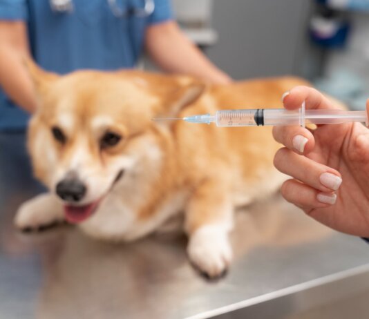 Campanha de vacinação antirrábica em Pouso Alegre já imunizou mais de 14 mil animais em 2026